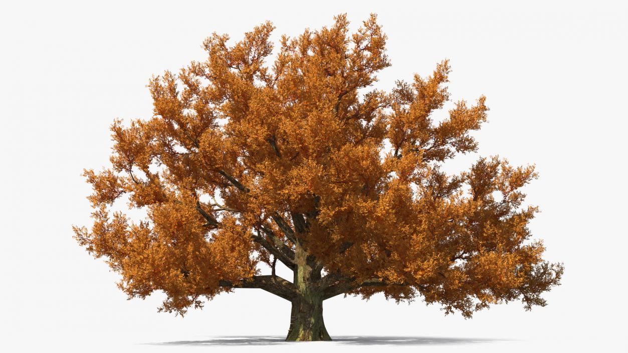 Autumn Oak Tree 3 3D