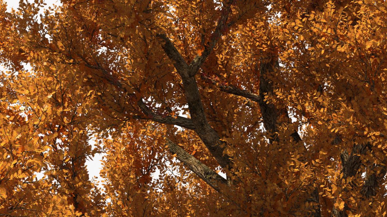 Autumn Oak Tree 3 3D