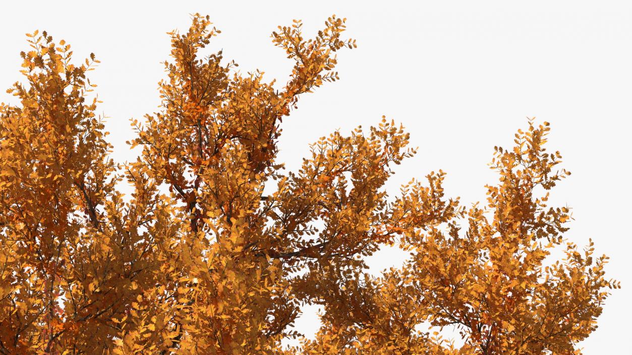 Autumn Oak Tree 3 3D