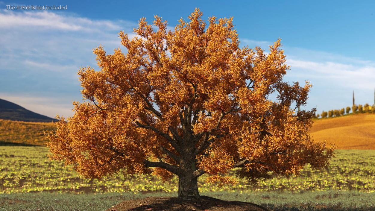 Autumn Oak Tree 3 3D