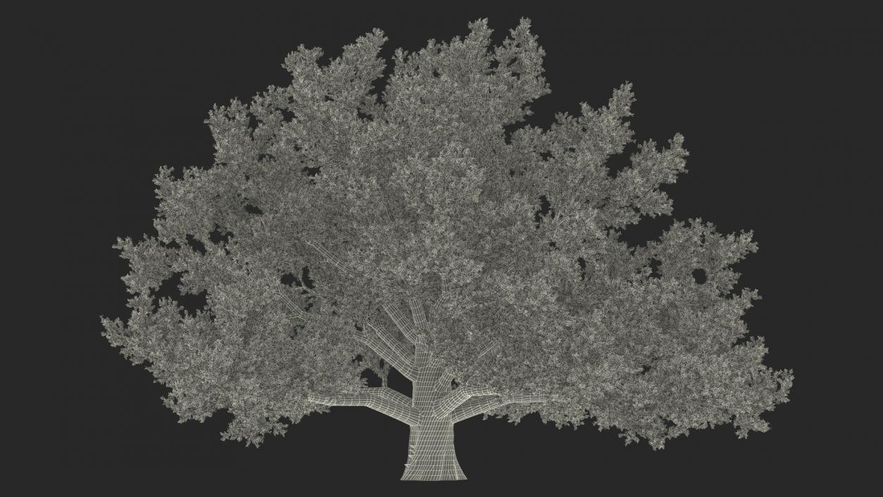 Autumn Oak Tree 3 3D