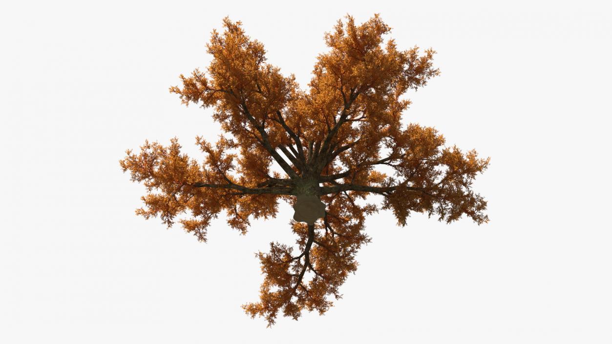 Autumn Oak Tree 3 3D