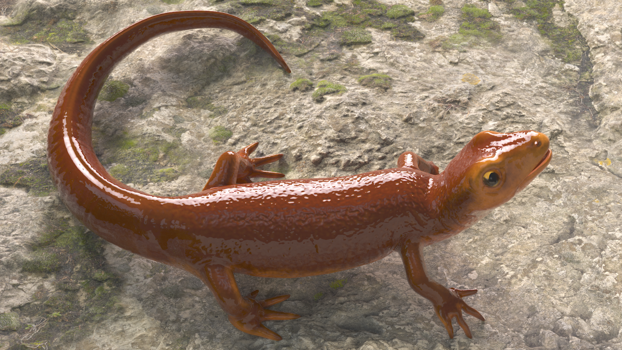 3D Orange-bellied Newt Rigged