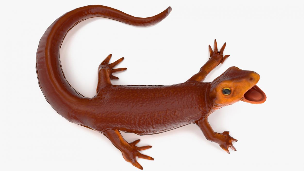 3D Orange-bellied Newt Rigged