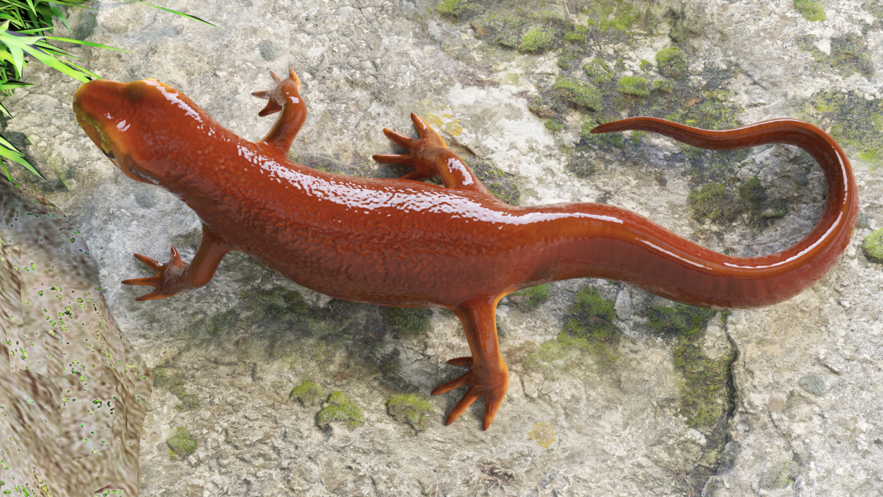 3D Orange-bellied Newt Rigged