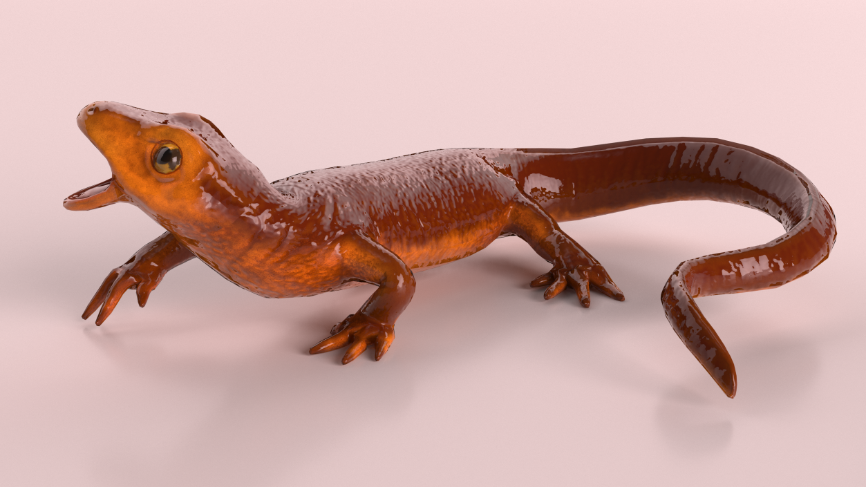 3D Orange-bellied Newt Rigged