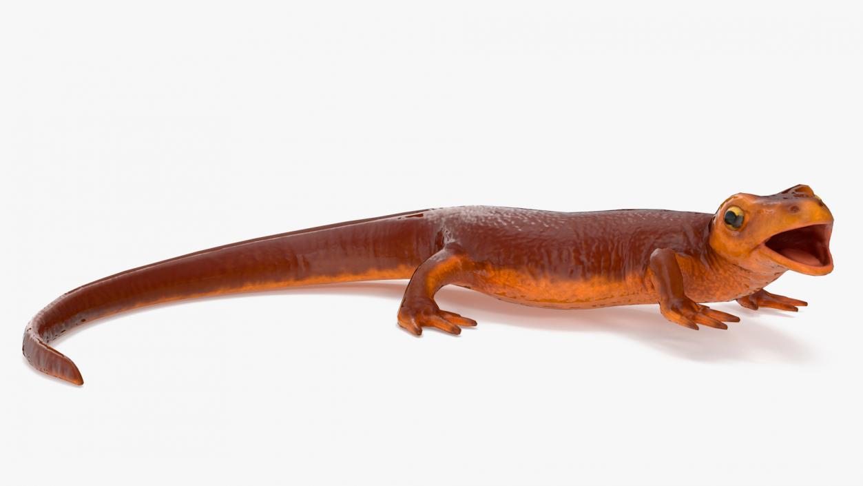 3D Orange-bellied Newt Rigged