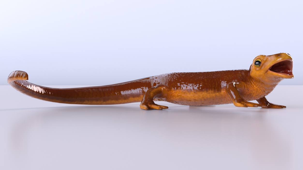 3D Orange-bellied Newt Rigged