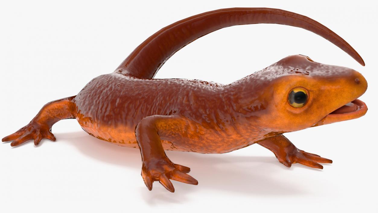 3D Orange-bellied Newt Rigged