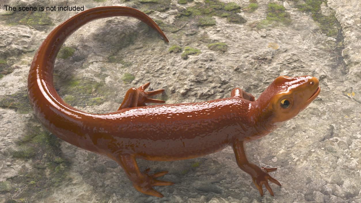 3D Orange-bellied Newt Rigged