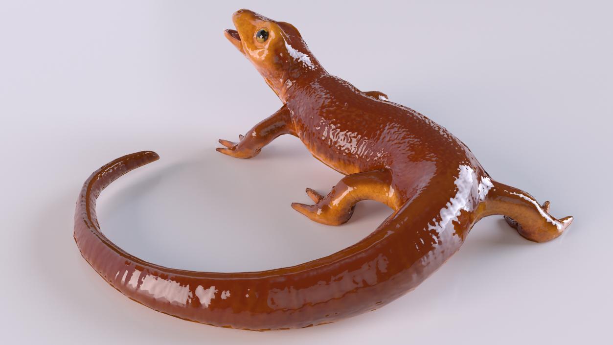 3D Orange-bellied Newt Rigged