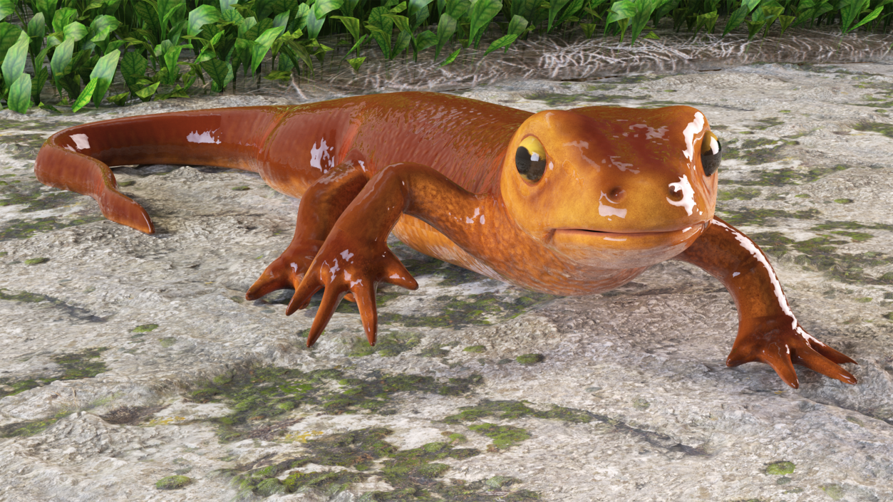 3D Orange-bellied Newt Rigged