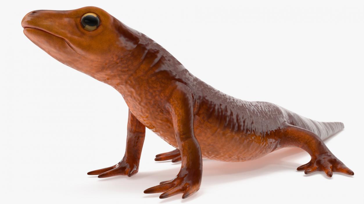 3D Orange-bellied Newt Rigged