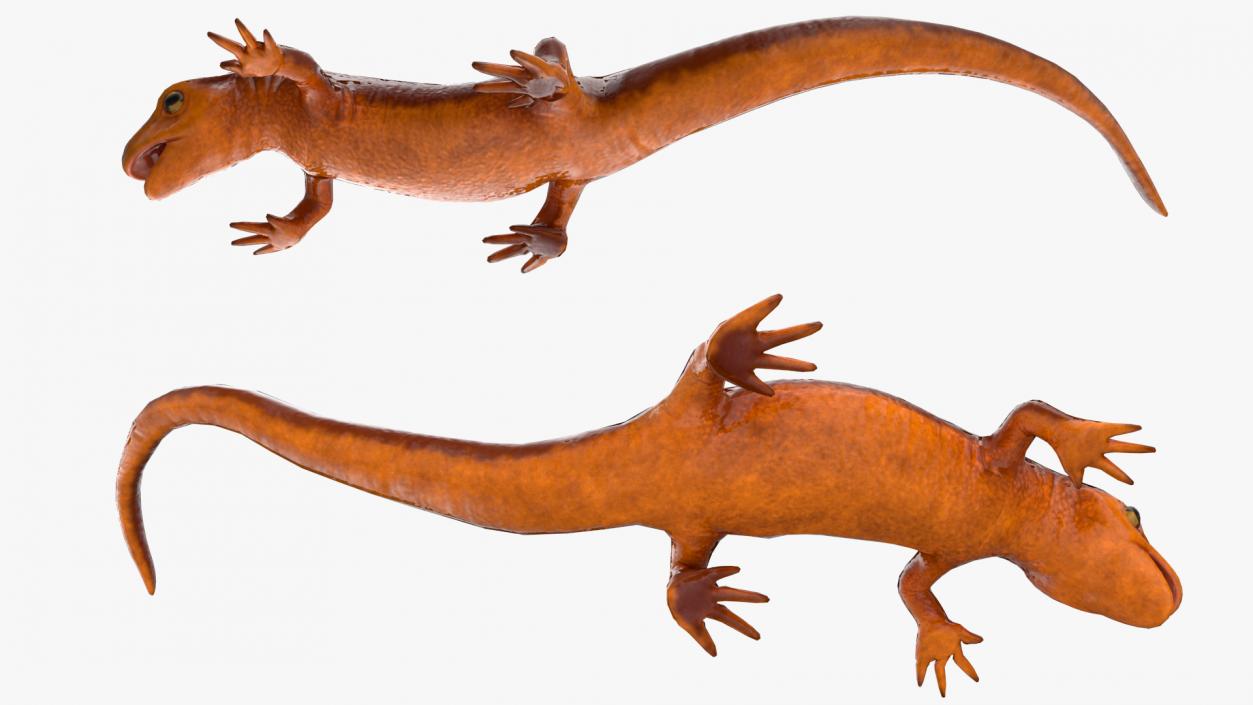 3D Orange-bellied Newt Rigged