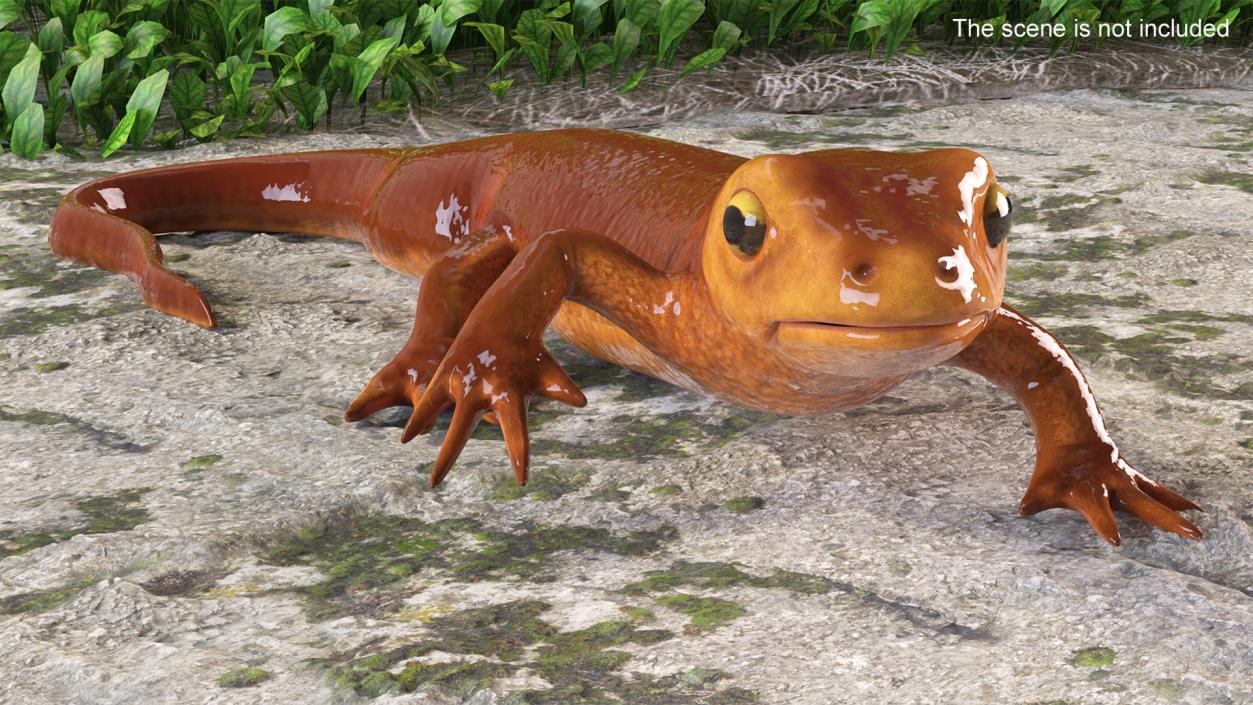 3D Orange-bellied Newt Rigged