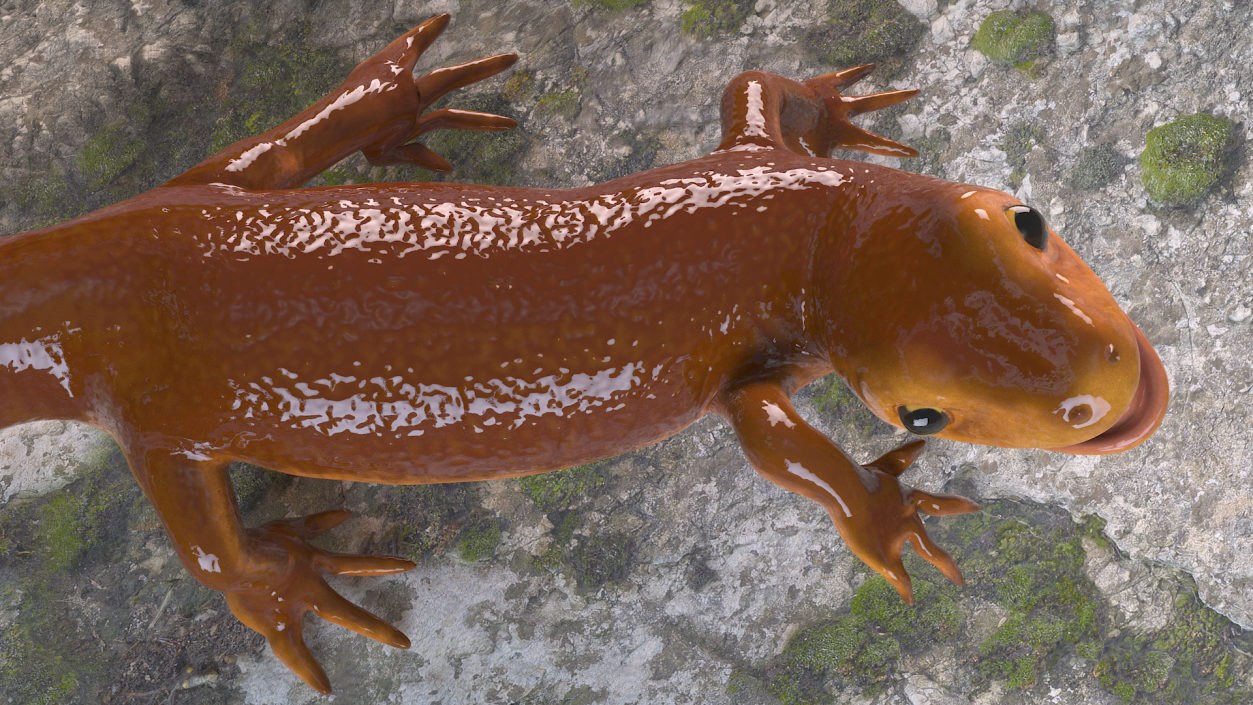 3D Orange-bellied Newt Rigged