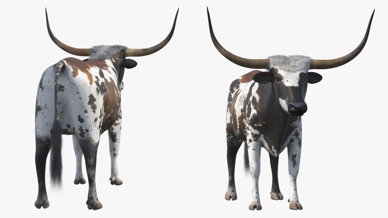 3D Texas Longhorn Mottled Brown model