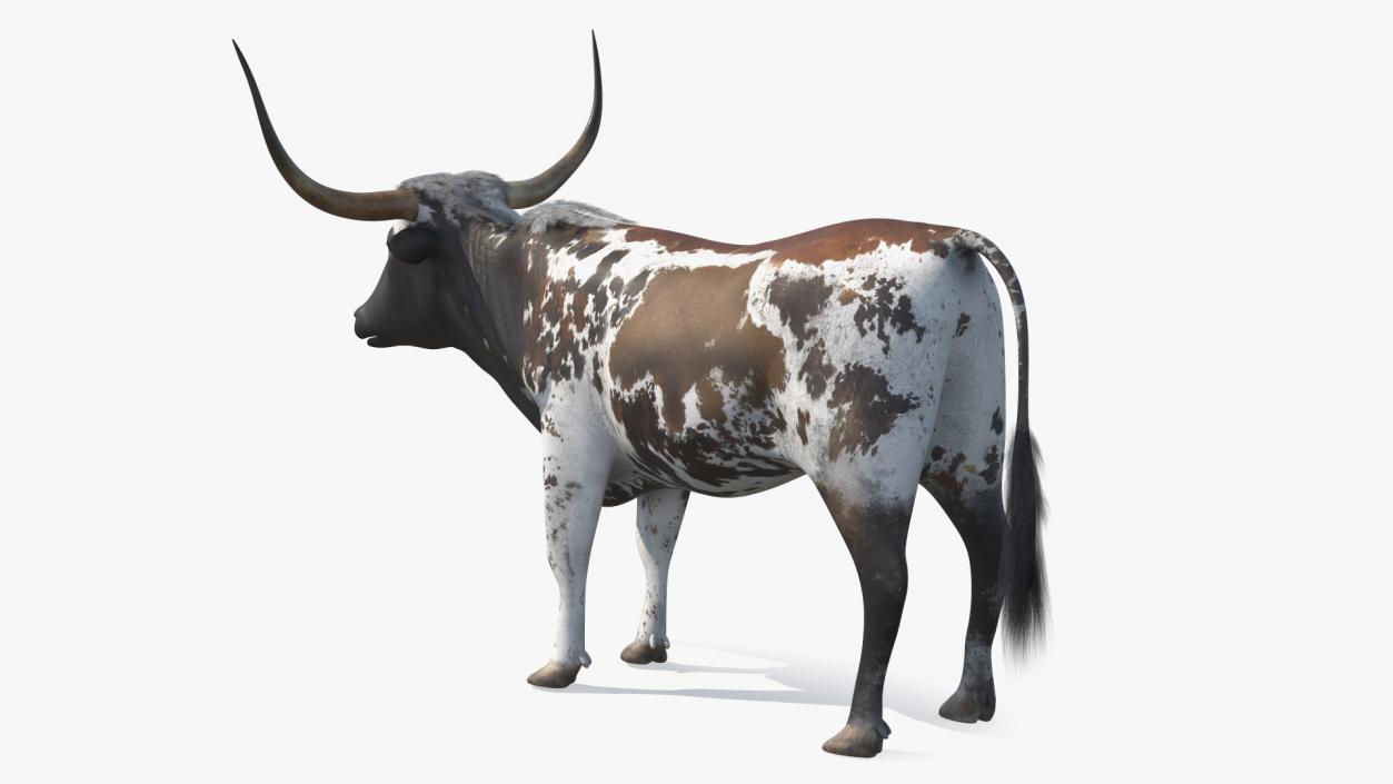 3D Texas Longhorn Mottled Brown model