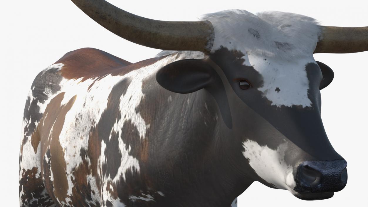 3D Texas Longhorn Mottled Brown model