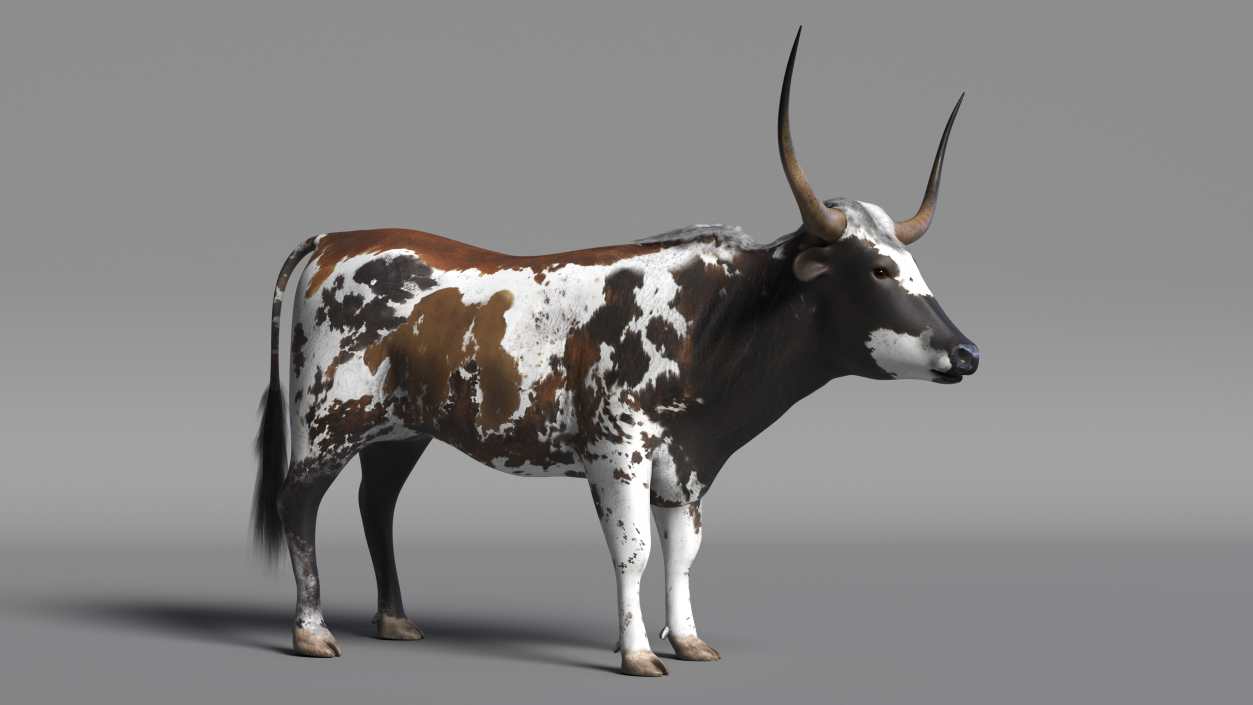 3D Texas Longhorn Mottled Brown model