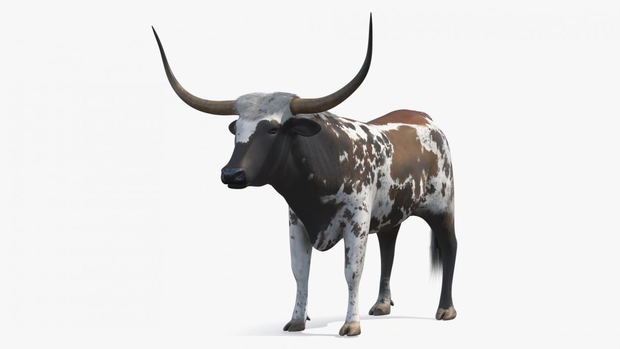 3D Texas Longhorn Mottled Brown model