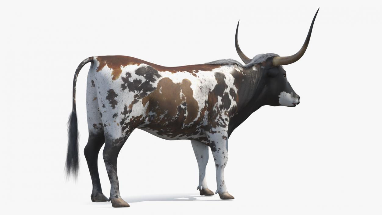 3D Texas Longhorn Mottled Brown model