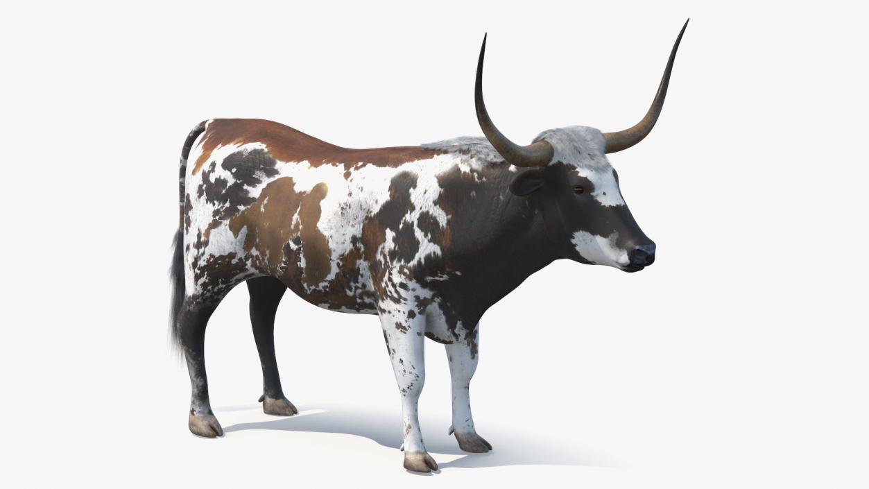 3D Texas Longhorn Mottled Brown model