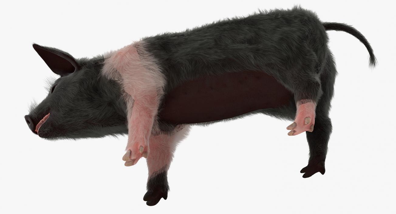 Hampshire Pig Piglet with Fur 3D model