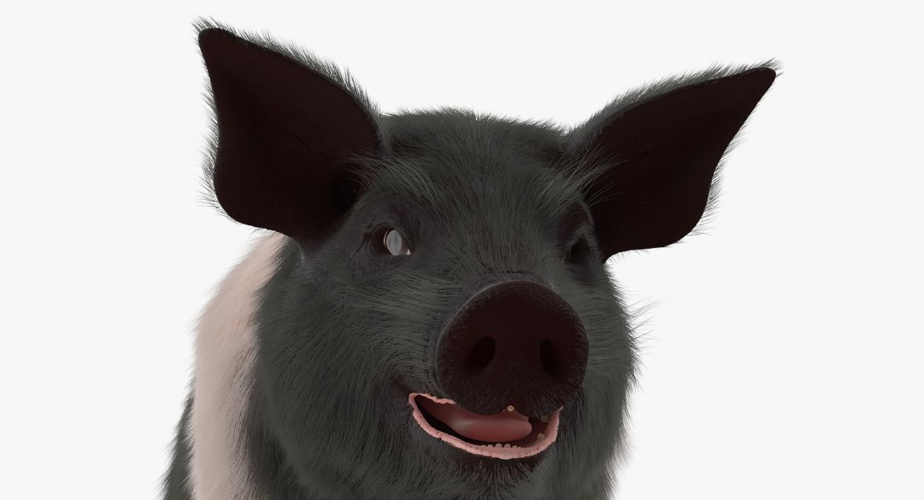 Hampshire Pig Piglet with Fur 3D model