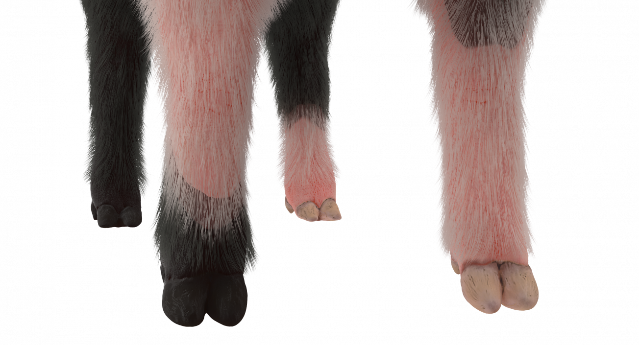 Hampshire Pig Piglet with Fur 3D model