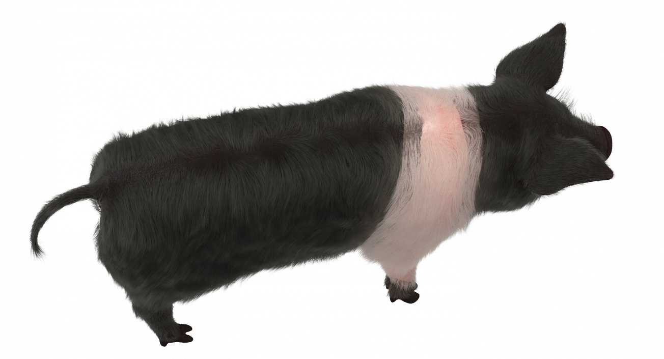 Hampshire Pig Piglet with Fur 3D model