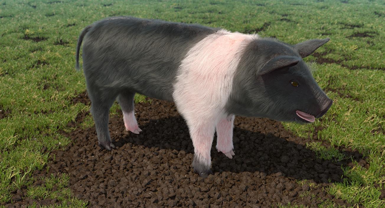 Hampshire Pig Piglet with Fur 3D model