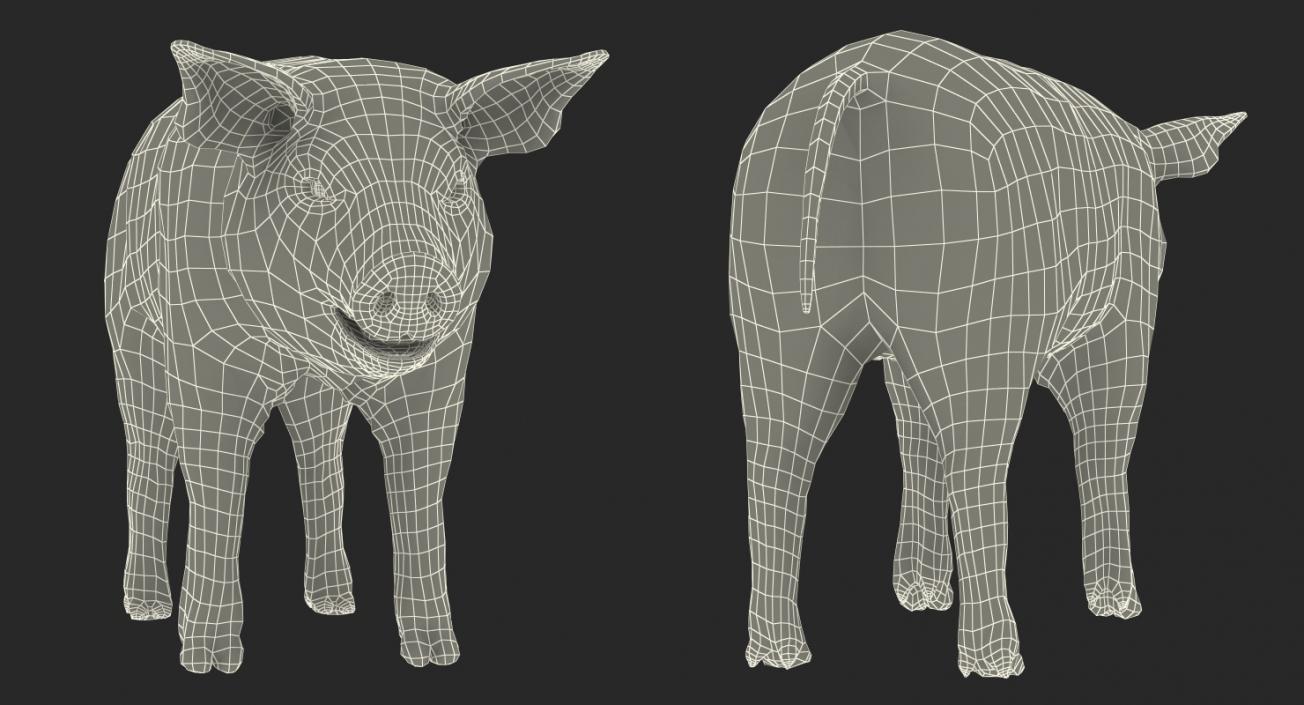 Hampshire Pig Piglet with Fur 3D model