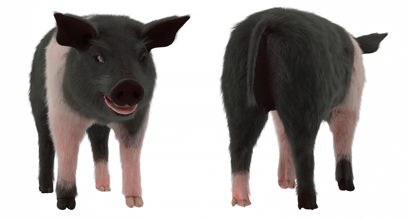 Hampshire Pig Piglet with Fur 3D model