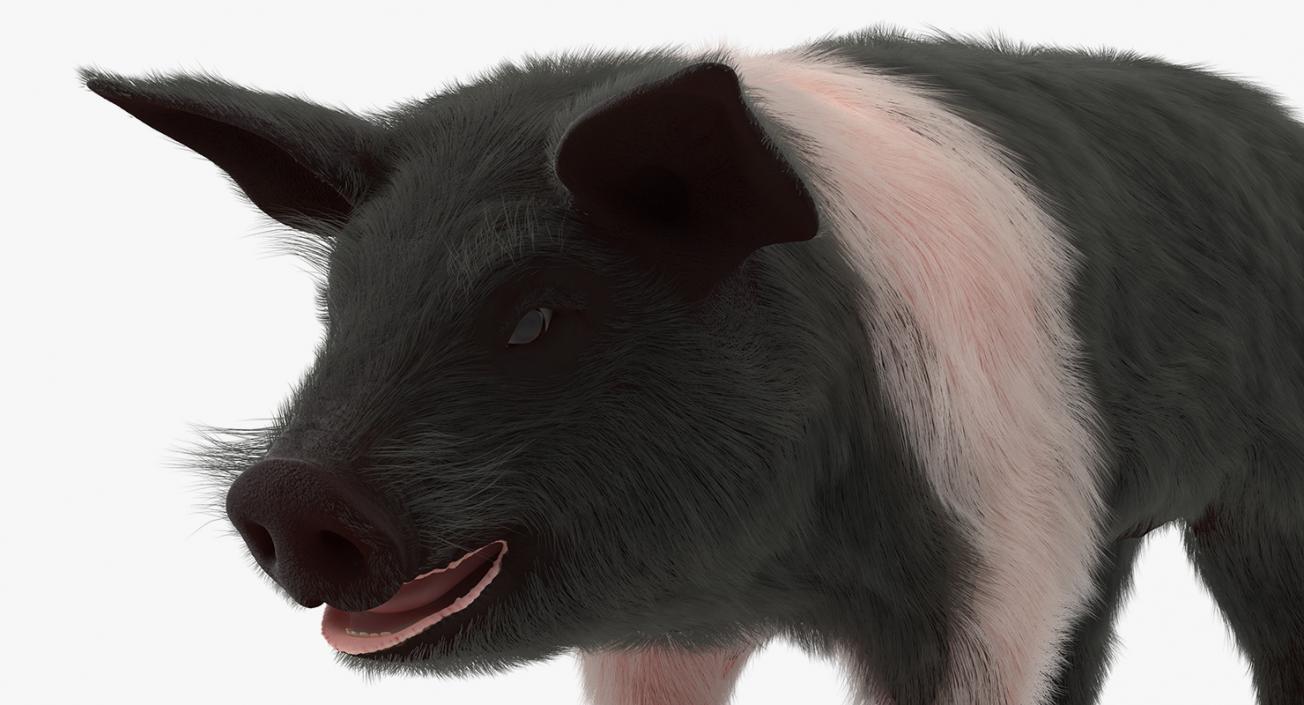 Hampshire Pig Piglet with Fur 3D model