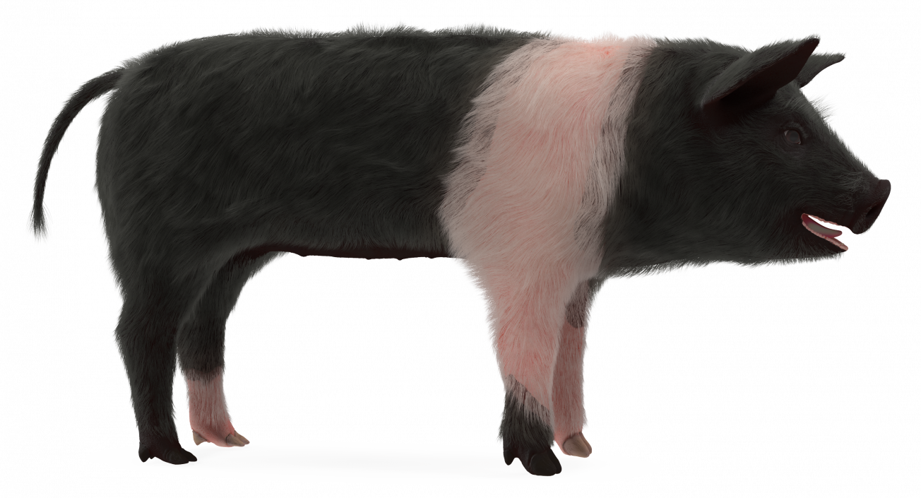 Hampshire Pig Piglet with Fur 3D model