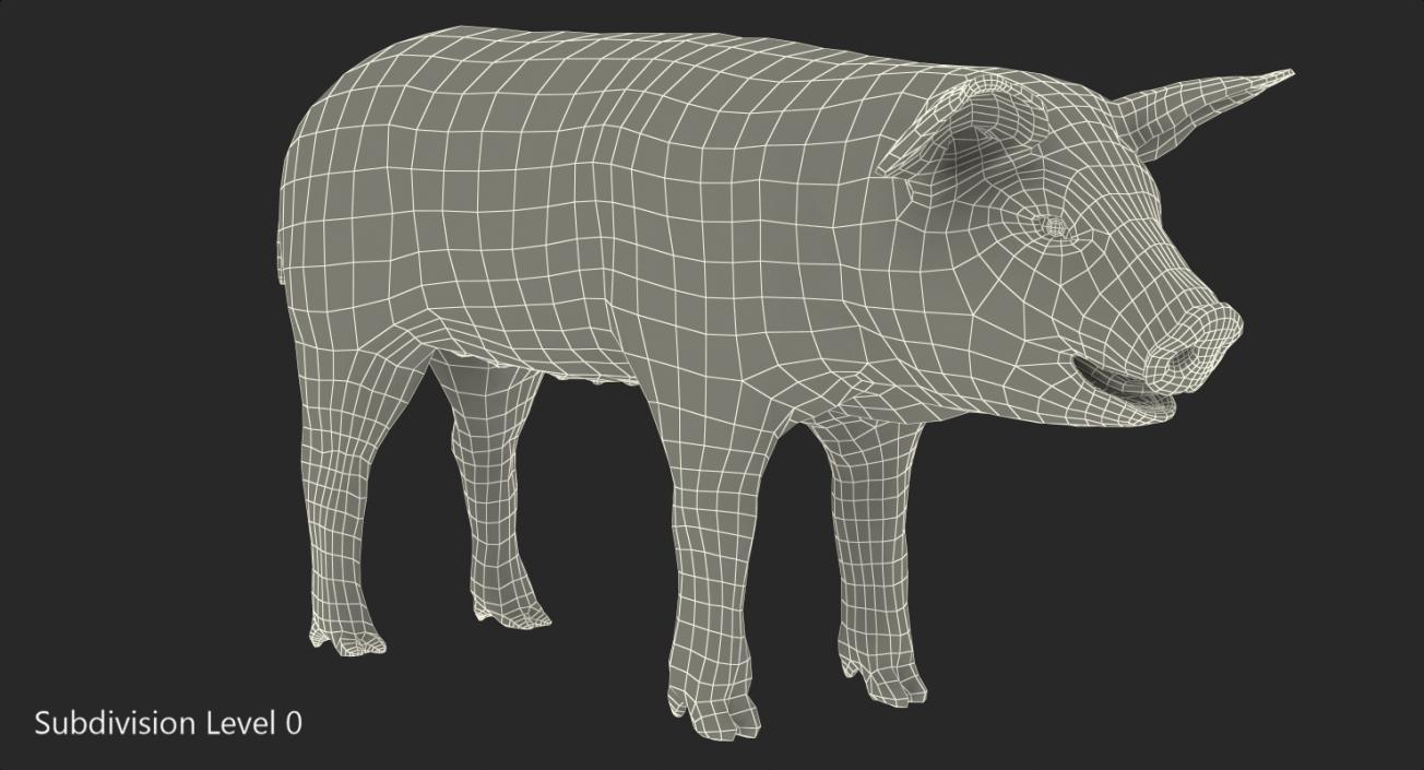 Hampshire Pig Piglet with Fur 3D model