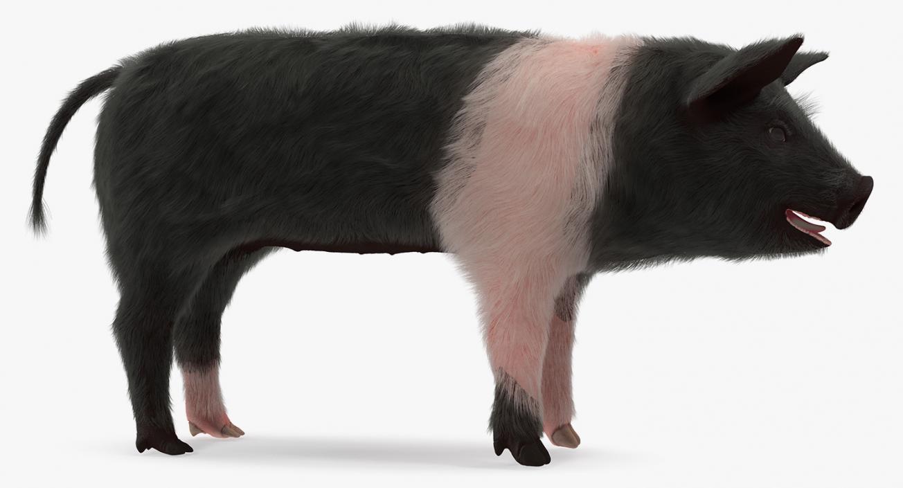 Hampshire Pig Piglet with Fur 3D model