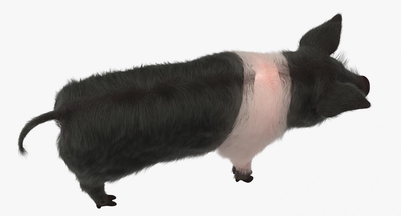 Hampshire Pig Piglet with Fur 3D model