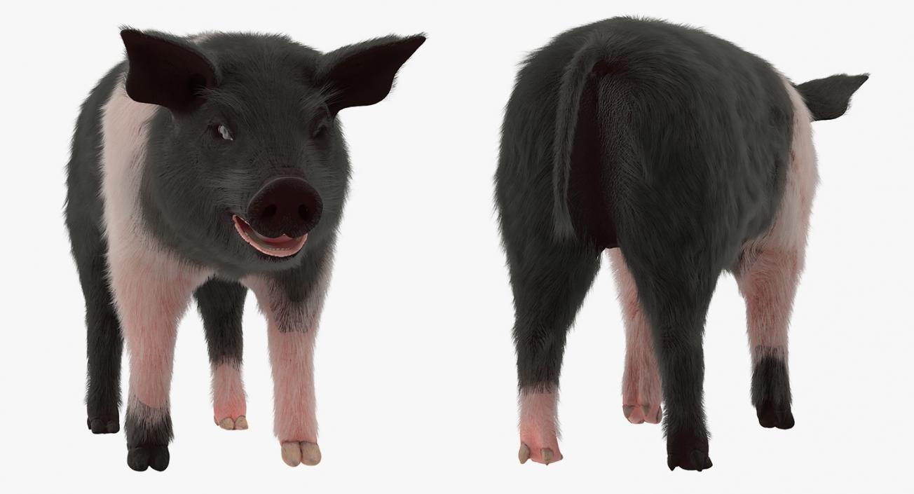 Hampshire Pig Piglet with Fur 3D model