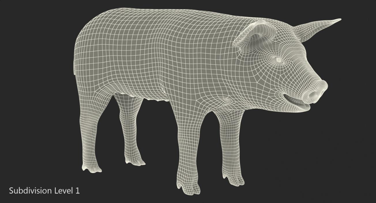 Hampshire Pig Piglet with Fur 3D model