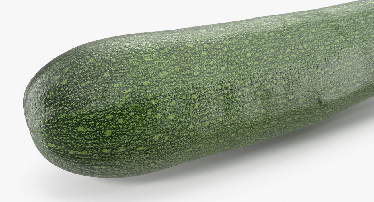 3D model Zucchini