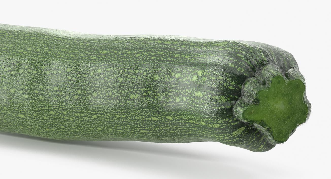 3D model Zucchini