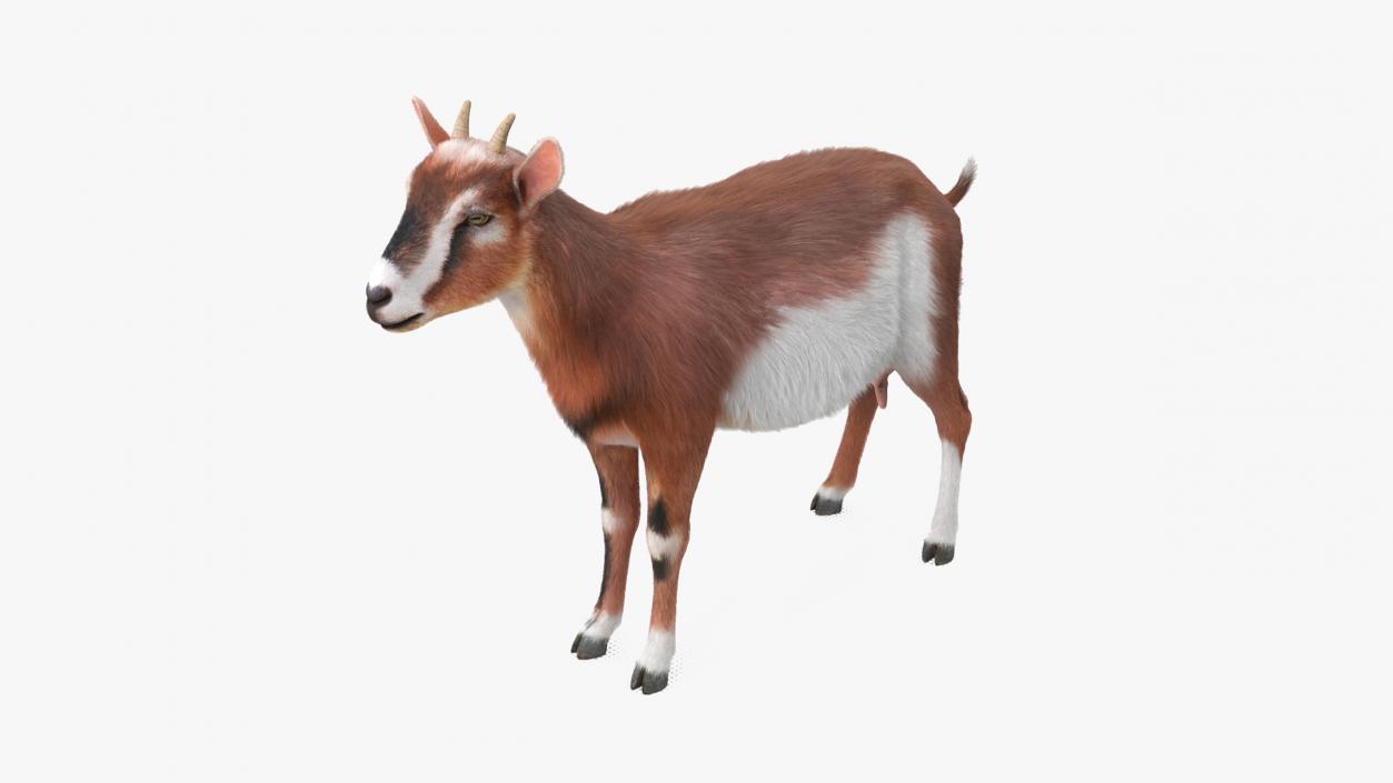 Dairy Goat Brown Rigged for Maya 3D