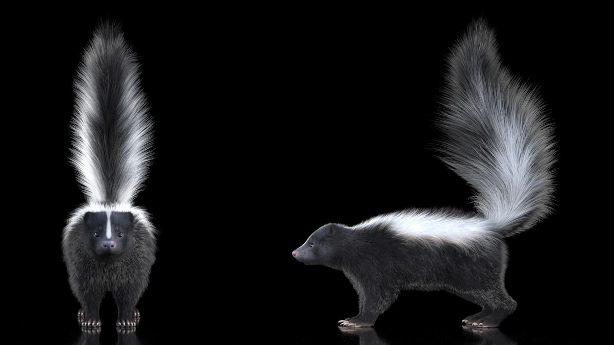 Skunk Fur 3D model