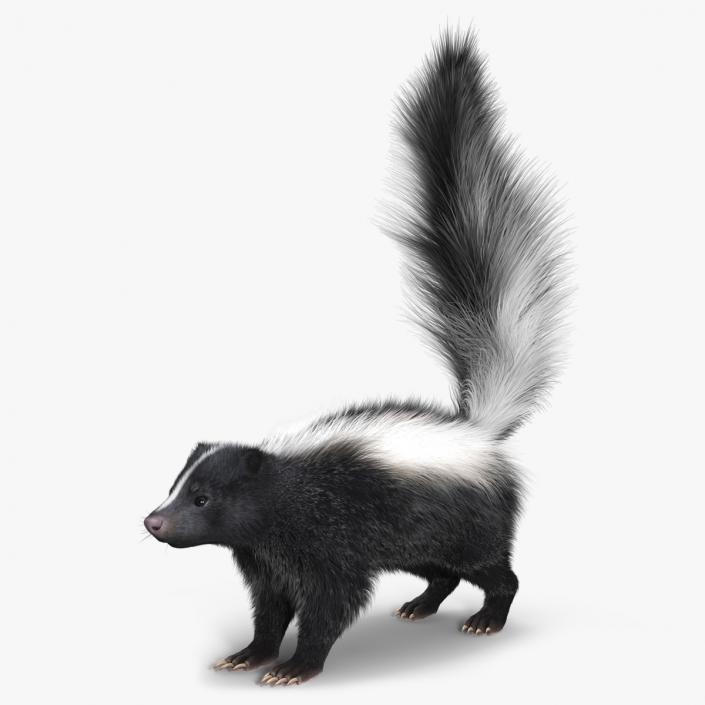 Skunk Fur 3D model