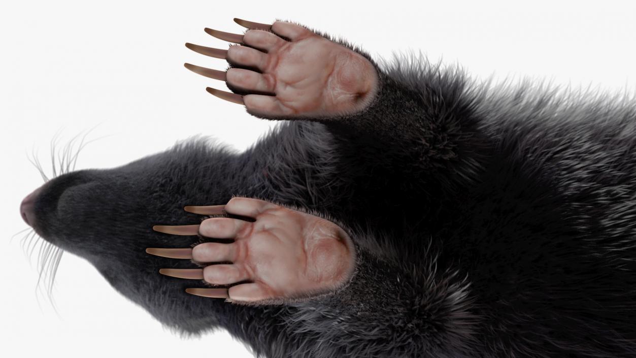 Skunk Fur 3D model