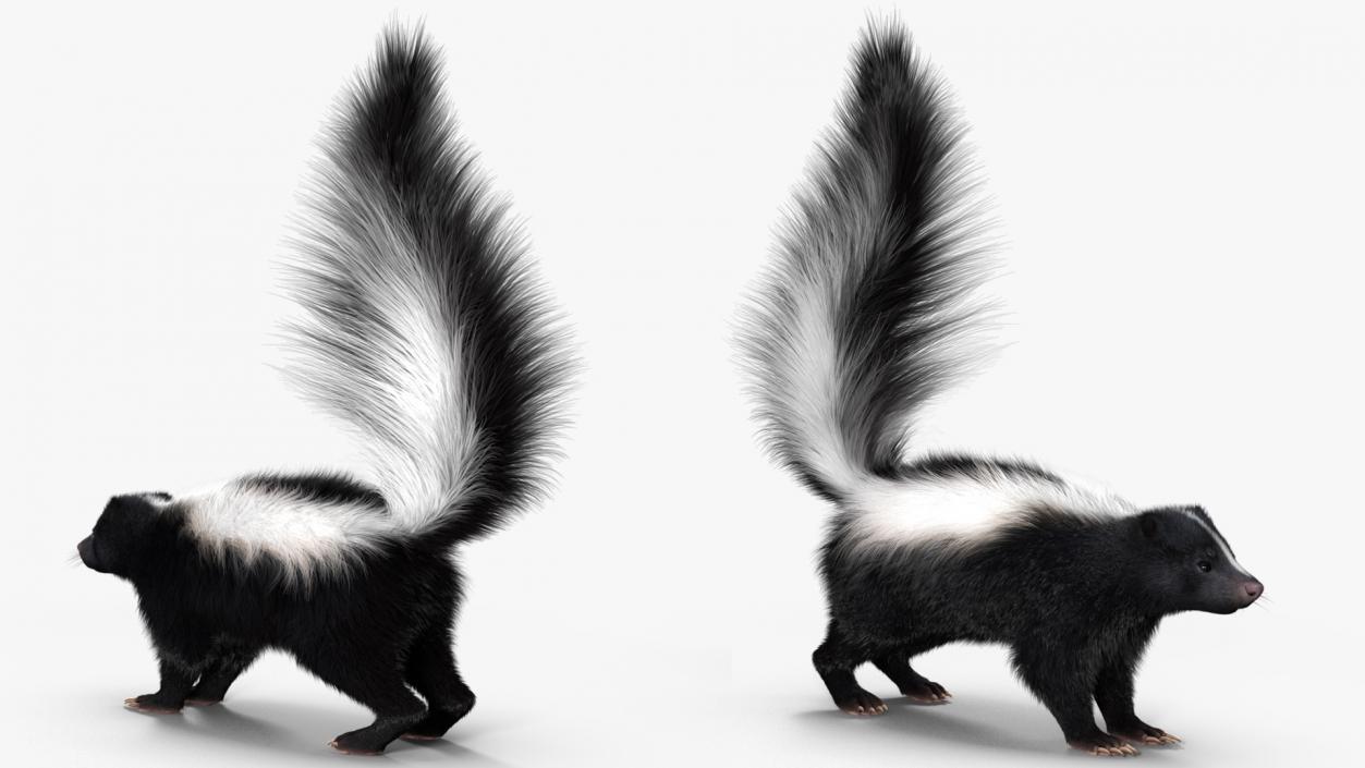 Skunk Fur 3D model