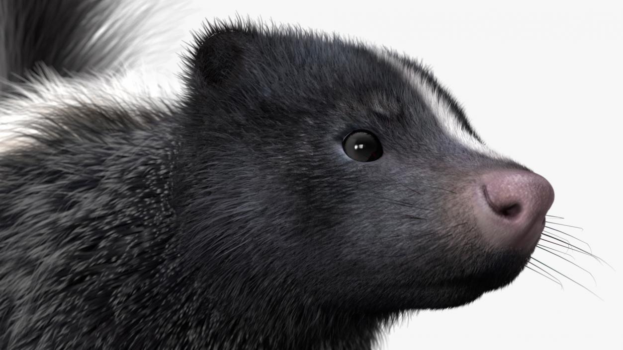 Skunk Fur 3D model