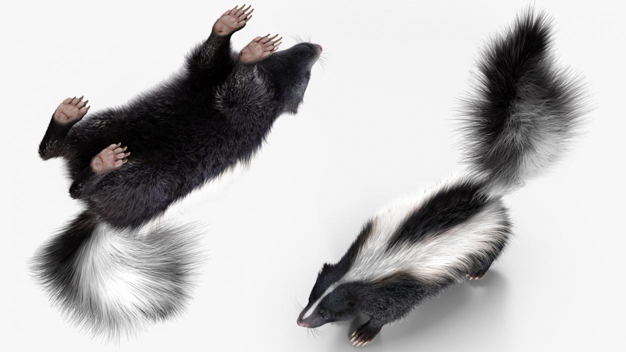 Skunk Fur 3D model